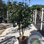 Camellia 'Snow Girl' 175-200 cm 45L meerstammig