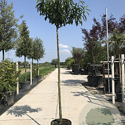 Castanea sat. 'Lyon' 10-12 HO 45L