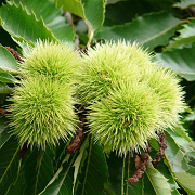 Castanea sat. 'Maraval' 14-16 HO Cocoskluit