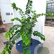 Cercis chinensis 'Shirobana' 200-250 cm 45L meerstammig