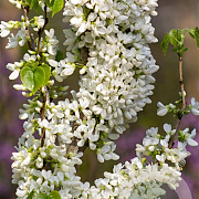 Cercis chinensis 'Shirobana' 200-250 cm 45L meerstammig