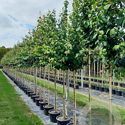 Cercidiphyllum japonicum 12-14 HO 45L