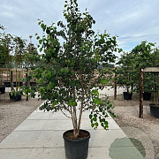 Cercidiphyllum japonicum 300-350 cm cont. 180L meerstammig