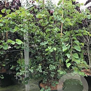 Cercis siliquastrum 200-250 cm cont. 110L meerstammig