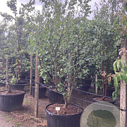 Cercis siliquastrum 300-350 cm cont. 150L meerstammig