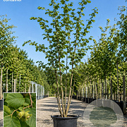 Corylus colurna 300-350 cm cont. 150L meerstammig