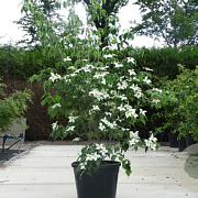 Cornus k. 'Weisse Fontaine' 250-300 cm cont. 150L meerstammig