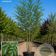 Fraxinus excelsior 300-350 cm cont. 150L meerstammig