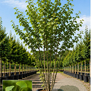 Ginkgo biloba 200-250 cm cont. 70L meerstammig