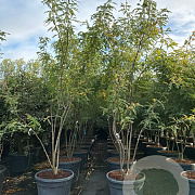 Gleditsia triacanthos inermis 300-350 cm cont. 150L meerstammig