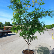 Gleditsia triac. 'Sunburst' 250-300 cm cont. 150L meerstammig