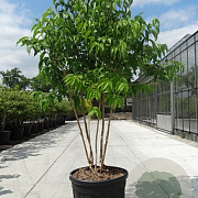 Heptacodium miconioides 250-300 cm cont. 150L meerstammig