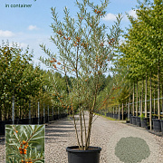 Hippophae rhamnoides 250-300 cm cont. 150L meerstammig