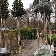 Ilex 'Nellie R. Stevens' 200-250 cm cont. 70L meerstammig