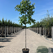 Juglans r. 'Broadview' 12-14 HO 45L