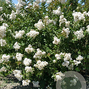 Lagerstroemia i. 'Nivea' 250-300 cm cont. 130L meerstammig