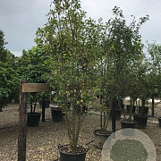 Laburnum wat. 'Vossii' 200-250 cm cont. 90L meerstammig