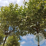Ligustrum luc. 'Excelsum Superbum' 12-14 HO 45L