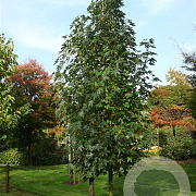 Liquidambar s. 'Paarl' 20-25 HO Cocoskluit