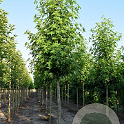 Liquidambar s. 'Worplesdon' 250-300 cm cont. 150L meerstammig