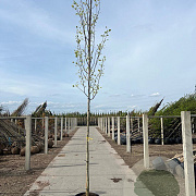 Liriodendron t. 'Aureomarginat.' 12-14 HO 45L