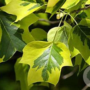 Liriodendron t. 'Aureomarginat.' 16-18 HO 45L