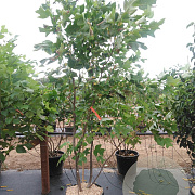 Liriodendron tulipifera 200-250 cm cont. 55L meerstammig