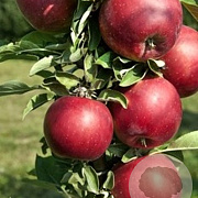 Malus d. 'Aroma' 12-14 HO 45L geveerd