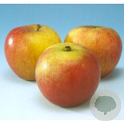 Malus d. 'Cox's Orange Pippin' GM cont. 60L 5 etages HAAGVORM