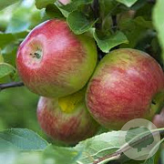 Malus d. 'Cox's Orange' 12-14 HO 45L