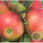 Malus d. 'Discovery' 12-14 HO 45L geveerd