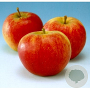 Malus d. 'Groninger Kroon' 12-14 HO 45L