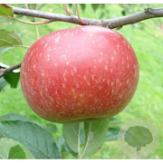 Malus d. 'Ingrid Marie' 12-14 HO 45L
