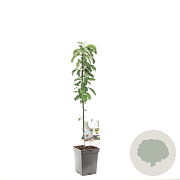 Malus d. Polka 8-10 HO 45L geveerd