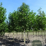 Magnolia kobus 16-18 HO Cocoskluit