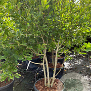 Magnolia loebneri 'Leonard Messel' 200-250 cm cont. 90L meerstammig