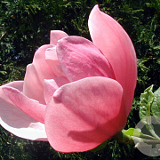 Magnolia 'Rose Marie' 12-14 HO 45L
