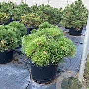 Pinus nigra Brepo 150-175 cm cont. 130L meerstammig