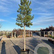 Pinus nigra 250-300 cm cont. 150L meerstammig