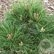 Pinus sylv. 'Nana' 175-200 cm cont. 230L meerstammig