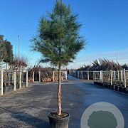 Pinus pinaster 25-30 HO cont. 150L