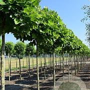 Platanus hisp. 'Alphen's Globe' 12-14 HO 45L