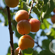 Prunus armeniaca 14-16 HA cont. 70L
