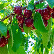 Prunus a. 'Stella' GM cont. 60L 5 etages HAAGVORM