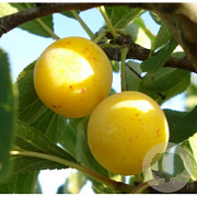 Prunus d. 'Mirabelle de Nancy' GM cont. 60L 5 etages HAAGVORM