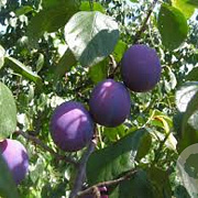 Prunus domestica 16-18HA cont. 90L