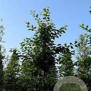 Prunus a. 'Hedelfinger' 16-18 HO cont. 70L