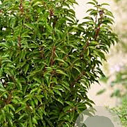 Prunus l. 'Angustifolia' 200-250 cm cont. 90L meerstammig