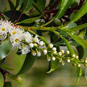 Prunus lusitanica 'Brenelia' 14-16 HO 45L