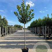 Prunus l. 'Novita' 10-12 HO 45L